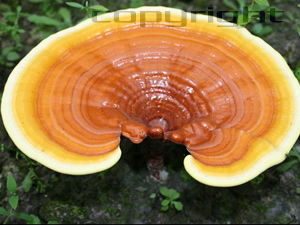 Reishi Pilz