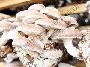 Shiitake Pilz