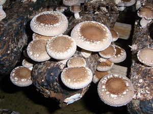 Shiitake Pilz