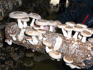 Shiitake Pilz