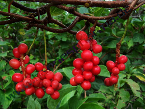 Schisandra